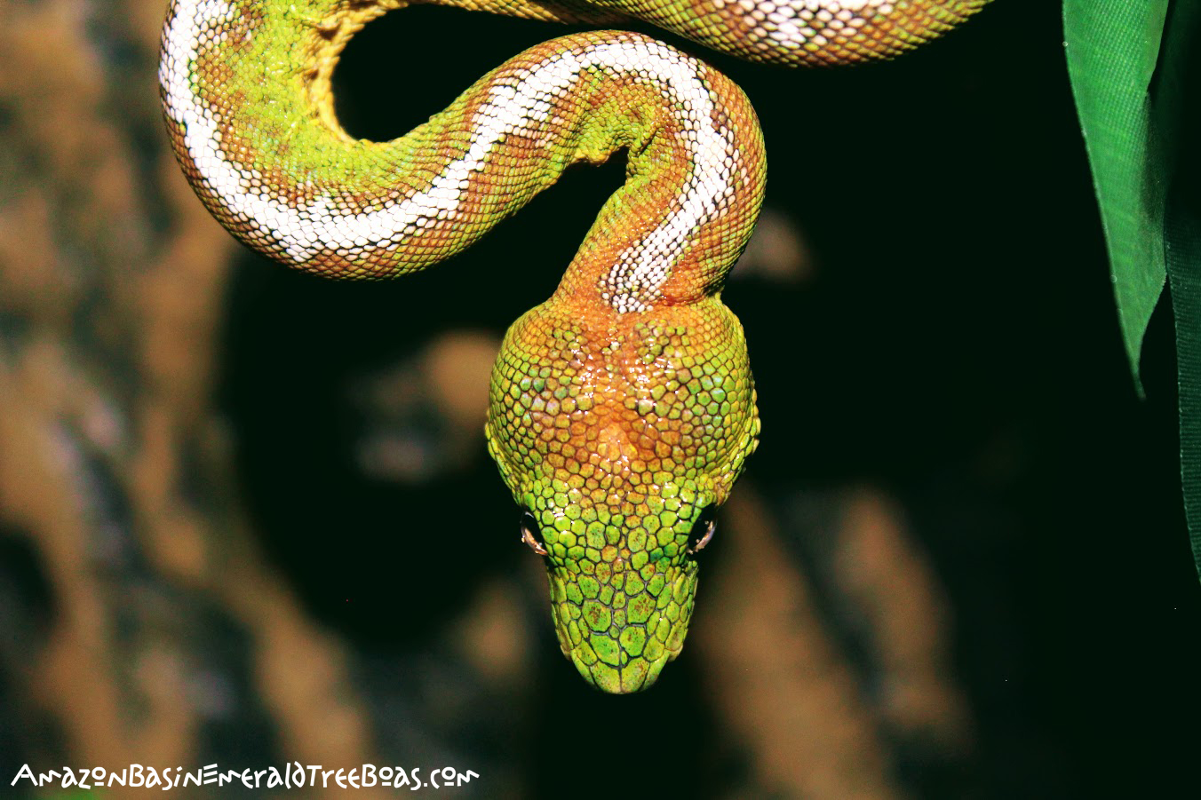 The Recipe for Success Breeding Amazon Basin Emerald Tree Boas